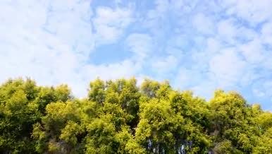 4k唯美树木蓝天白云流动延时摄影视频的预览图